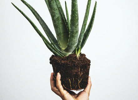 Aloe Vera Gel