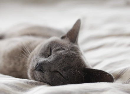 Sleep Vitamins & Supplements